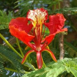 Delonix Regia - Pot Ø 28 Cm [pallet]