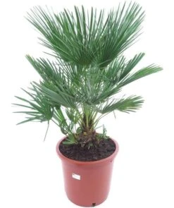 Chamaerops Humilis - Stam 10-20 Cm - Totale Hoogte 100-120 Cm - Pot Ø 32 Cm
