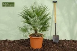 Chamaerops Humilis - Stam 10-20 Cm - Totale Hoogte 100-120 Cm - Pot Ø 32 Cm 7 Chamaerops Humilis - Stam 10-20 Cm - Totale Hoogte 100-120 Cm - Pot Ø 32 Cm -Loofbomen Winkel 1976309535