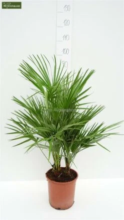 Chamaerops Humilis - Stam 10-20 Cm - Totale Hoogte 100-120 Cm - Pot Ø 32 Cm 8 Chamaerops Humilis - Stam 10-20 Cm - Totale Hoogte 100-120 Cm - Pot Ø 32 Cm -Loofbomen Winkel 1976309538