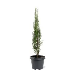 Juniperus Scopulorum Blue Arrow - Pot 3 Ltr