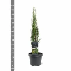 Juniperus Scopulorum Blue Arrow - Pot 3 Ltr -Loofbomen Winkel 1979078499