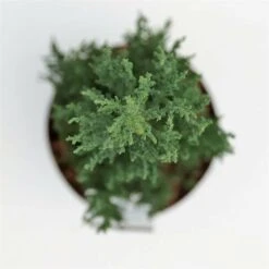 Juniperus Scopulorum Blue Arrow - Pot 3 Ltr -Loofbomen Winkel 1979078502