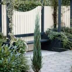 Juniperus Scopulorum Blue Arrow - Pot 3 Ltr -Loofbomen Winkel 1979078505