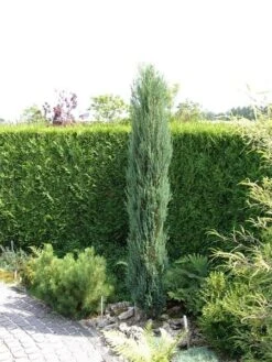 Juniperus Scopulorum Blue Arrow - Pot 3 Ltr -Loofbomen Winkel 1979078508