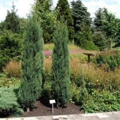 Juniperus Scopulorum Blue Arrow - Pot 3 Ltr -Loofbomen Winkel 1979078511