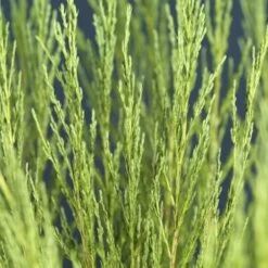 Juniperus Scopulorum Blue Arrow - Pot 3 Ltr -Loofbomen Winkel 1979078514