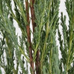 Juniperus Scopulorum Blue Arrow - Pot 3 Ltr -Loofbomen Winkel 1979078517