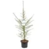 Larix Decidua - Totale Hoogte 100-120 Cm - Pot 5 Ltr