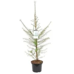 Larix Decidua - Totale Hoogte 100-120 Cm - Pot 5 Ltr