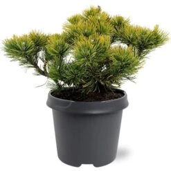 Loofbomen Winkel 15 Pinus Mugo Carstens Wintergold - Pot 5 Ltr