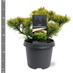 Pinus Mugo Carstens Wintergold - Pot 5 Ltr -Loofbomen Winkel 1979118054