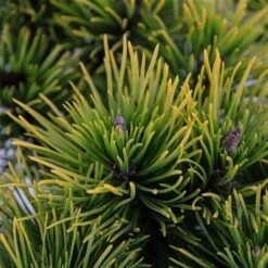 Pinus Mugo Carstens Wintergold - Pot 5 Ltr -Loofbomen Winkel 1979118057