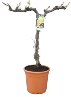 Loofbomen Winkel -Loofbomen Winkel 1979327544