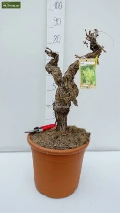 Vitis Vinifera - Pot Ø 50cm - Totale Hoogte 130-150 Cm [pallet] -Loofbomen Winkel 1979327583