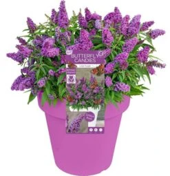 Buddleja Davidii Butterfly Candy Little Purple - Pot 3 Ltr
