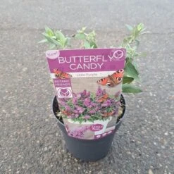 Buddleja Davidii Butterfly Candy Little Purple - Pot 3 Ltr 7 Buddleja Davidii Butterfly Candy Little Purple - Pot 3 Ltr -Loofbomen Winkel 1980160119