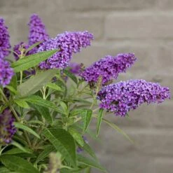 Buddleja Davidii Butterfly Candy Little Purple - Pot 3 Ltr 8 Buddleja Davidii Butterfly Candy Little Purple - Pot 3 Ltr -Loofbomen Winkel 1980160122