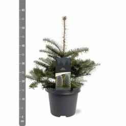 Abies Koreana - Totale Hoogte 50-60 Cm - Pot 5 Ltr -Loofbomen Winkel 1980914076