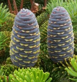 Abies Koreana - Totale Hoogte 50-60 Cm - Pot 5 Ltr -Loofbomen Winkel 1980914079