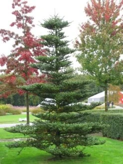 Abies Koreana - Totale Hoogte 50-60 Cm - Pot 5 Ltr -Loofbomen Winkel 1980914082
