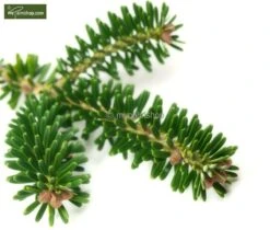 Abies Koreana - Totale Hoogte 50-60 Cm - Pot 5 Ltr -Loofbomen Winkel 1980914085