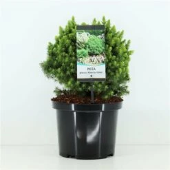 Loofbomen Winkel 29 Picea Glauca Alberta Globe - Pot 5 Ltr