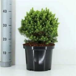 Picea Glauca Alberta Globe - Pot 5 Ltr -Loofbomen Winkel 1980914214