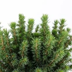 Picea Glauca Alberta Globe - Pot 5 Ltr -Loofbomen Winkel 1980914220