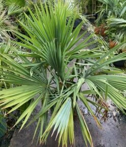 Sabal Yapa - Pot Ø 40 Cm [pallet]