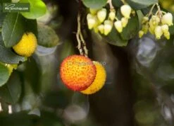 Arbutus Unedo - Totale Hoogte 60-80 Cm - Pot 8,4 Ltr -Loofbomen Winkel 1981865643