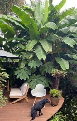 Musa Basjoo - Pot Ø 30 Cm -Loofbomen Winkel 1982085162