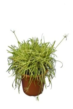 Agapanthus Africanus Variegata - Totale Hoogte 50-60 Cm - Pot Ø 26 Cm