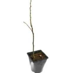 Albizia Julibrissin Set Van 3 - Pot 9 X 9 Cm 12 Albizia Julibrissin Set Van 3 - Pot 9 X 9 Cm -Loofbomen Winkel 1984518075