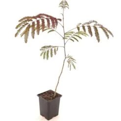 Albizia Julibrissin Set Van 3 - Pot 9 X 9 Cm 13 Albizia Julibrissin Set Van 3 - Pot 9 X 9 Cm -Loofbomen Winkel 1984518078