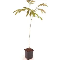 Albizia Julibrissin Set Van 3 - Pot 9 X 9 Cm 14 Albizia Julibrissin Set Van 3 - Pot 9 X 9 Cm -Loofbomen Winkel 1984518081