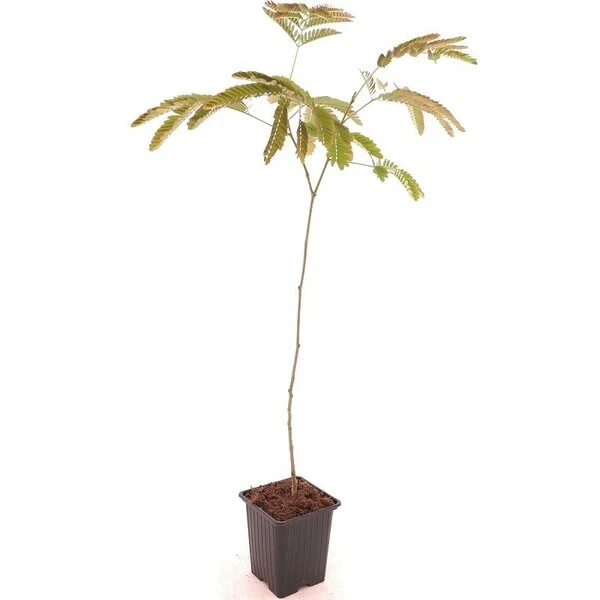 Albizia Julibrissin Set Van 3 - Pot 9 X 9 Cm 7 Albizia Julibrissin Set Van 3 - Pot 9 X 9 Cm - Afbeelding 7