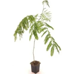Albizia Julibrissin Set Van 3 - Pot 9 X 9 Cm 15 Albizia Julibrissin Set Van 3 - Pot 9 X 9 Cm -Loofbomen Winkel 1984518084