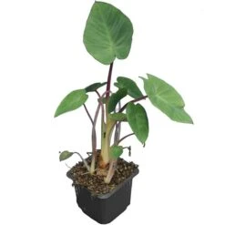 Colocasia Esculenta Pink China - Pot 9 X 9 Cm
