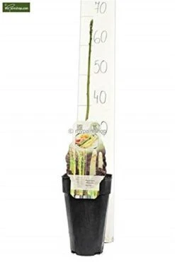 Asparagus Officinalis Gijnlim - Totale Hoogte 55-65 Cm - Pot 2 Ltr 5 Asparagus Officinalis Gijnlim - Totale Hoogte 55-65 Cm - Pot 2 Ltr -Loofbomen Winkel 1988385228