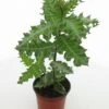 Acanthus Sennii - Pot Ø 19 Cm