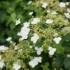 Hydrangea Anomala Var. Petiolaris 2 Ltr