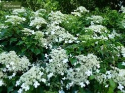 Hydrangea Anomala Var. Petiolaris 2 Ltr -Loofbomen Winkel 1988391981