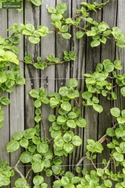 Hydrangea Anomala Var. Petiolaris 2 Ltr -Loofbomen Winkel 1988391987