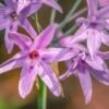 Tulbaghia Violacea - Pot Ø 22 Cm