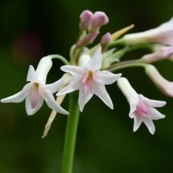 Tulbaghia Violacea Alba - Pot Ø 22 Cm
