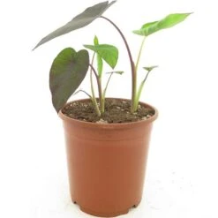 Colocasia Esculenta Madeira - Pot 11 X 11 Cm