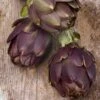 Cynara Scolymus Purple Of Romagna - Pot 2 Ltr