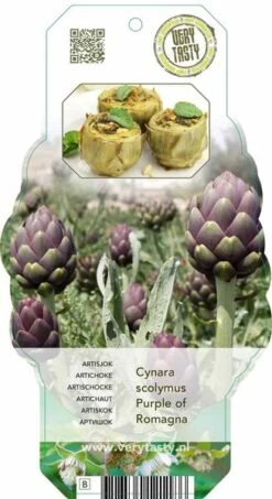 Cynara Scolymus Purple Of Romagna - Pot 2 Ltr -Loofbomen Winkel 1988459607