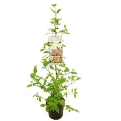 Viburnum Plicatum Kilimandjaro Sunrise - Pot 3 Ltr -Loofbomen Winkel 1988460522